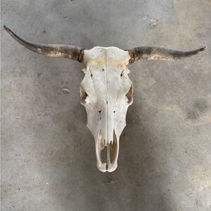 Rustic Animal Skull Wall Decor
